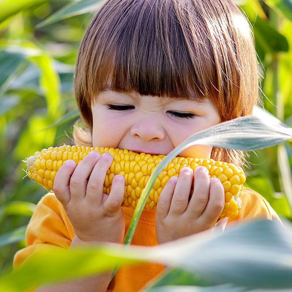 Koçanda Tatlı Mısır – GDO içermez, gluten içermez, katkısız koruyucusuz